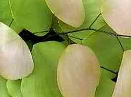 Adiantum peruvianum 'Silver Dollar'